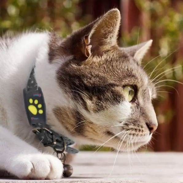 Smart GPS Cat Collar – Pet GPS Tracker - Weloveinnov