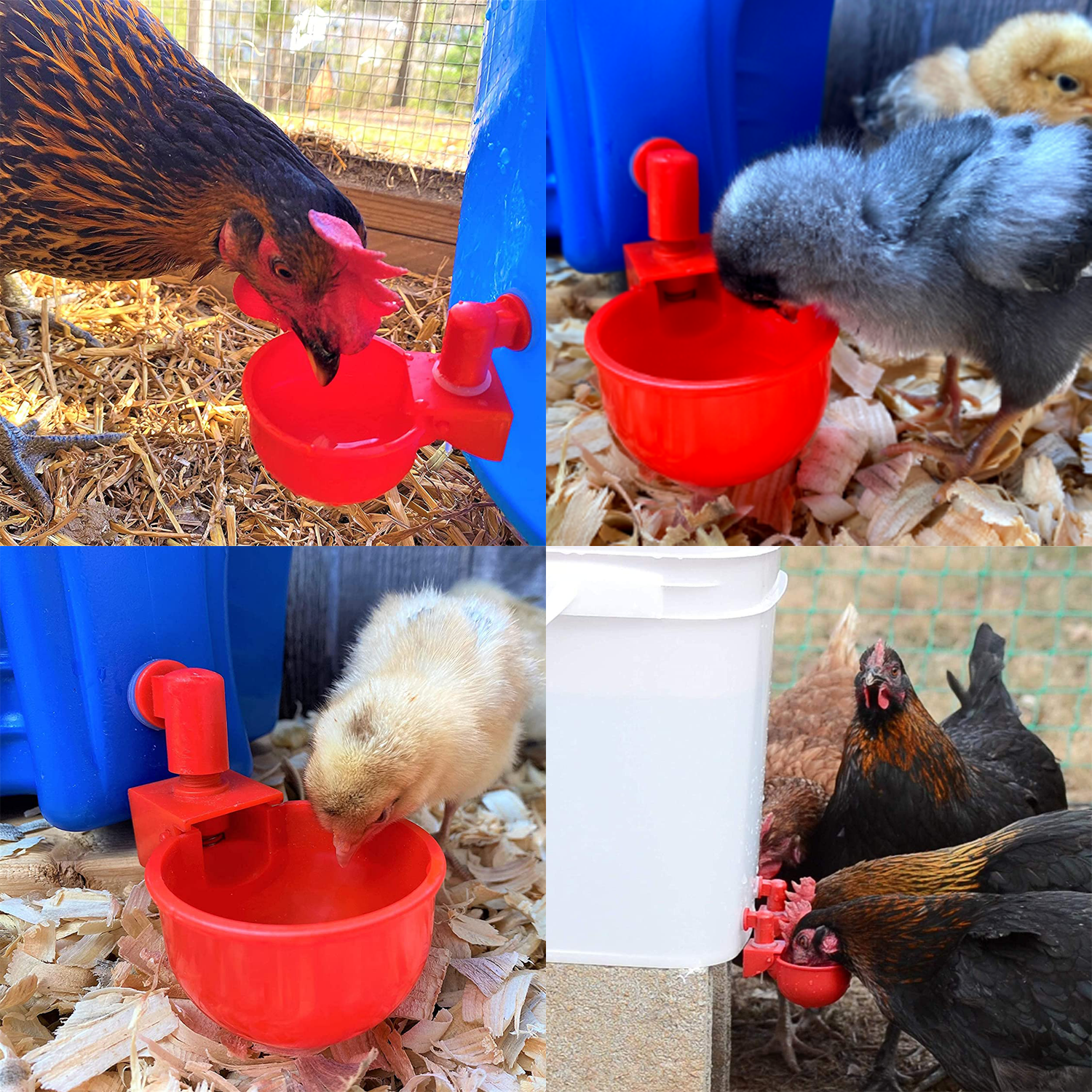 Automatic Chicken Water Cups - Poultry Drinking And Watering Cups, Chicken Feeders And Waterers
